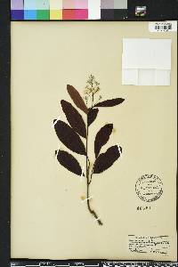 Geobalanus oblongifolius image