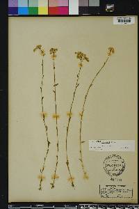 Polygala balduinii var. balduinii image