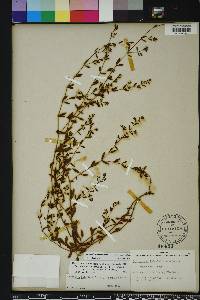 Paronychia baldwinii image