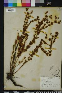 Hypericum myrtifolium image