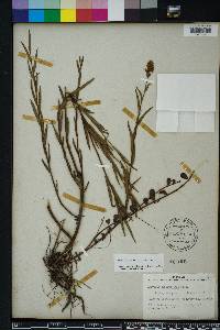 Ludwigia suffruticosa image