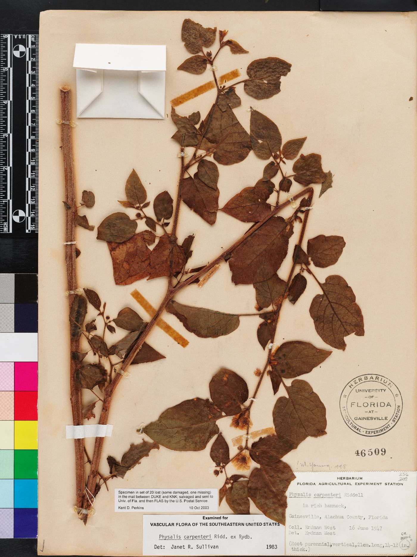 Calliphysalis carpenteri image