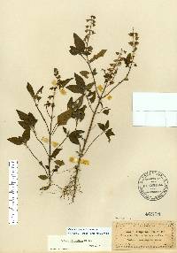 Ocimum campechianum image