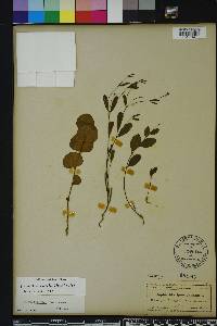 Euphorbia exserta image