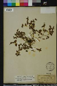 Acalypha chamaedrifolia image
