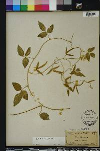 Vigna luteola image