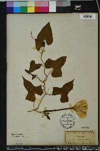 Ipomoea alba image