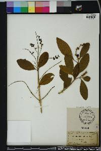 Citharexylum fruticosum image