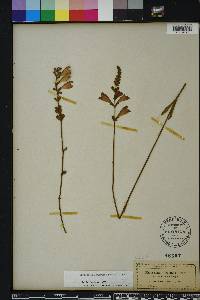 Physostegia purpurea image