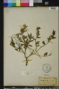 Crocanthemum arenicola image