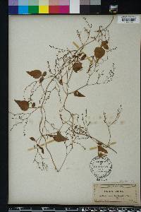 Valeriana scandens image