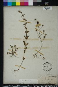 Hedyotis uniflora image