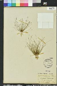 Eleocharis microcarpa image