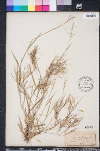 Dichanthelium aciculare subsp. angustifolium image