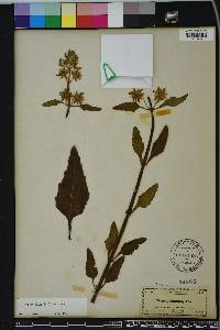 Hyptis alata image