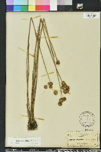 Juncus megacephalus image