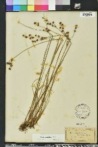 Juncus scirpoides image