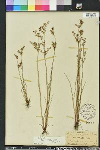 Juncus elliottii image