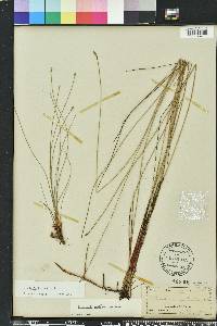 Eleocharis tricostata image