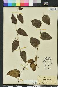 Smilax pumila image