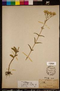 Eupatorium album image
