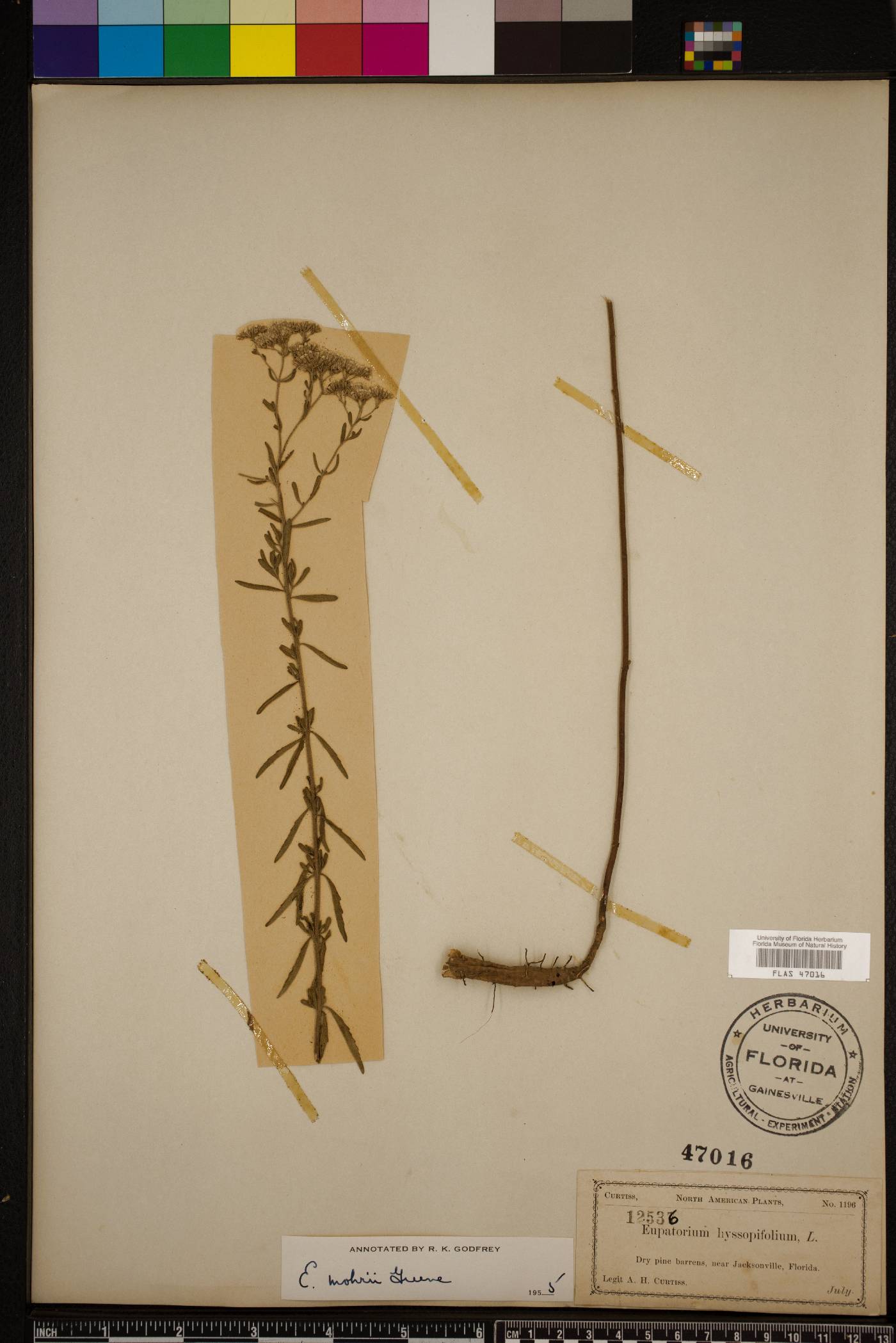 Eupatorium mohrii image