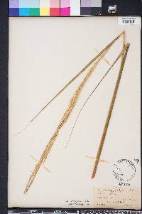 Spartina alterniflora image