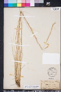 Aristida stricta image