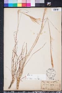 Andropogon gyrans image