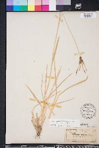 Eustachys petraea image