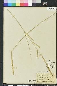 Spartina patens image