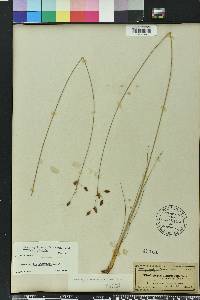 Fimbristylis puberula image