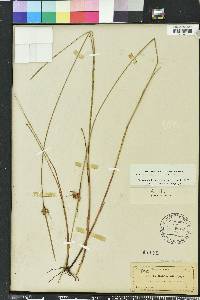 Scleria baldwinii image