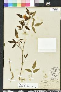 Clitoria mariana image