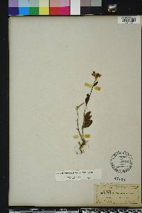 Crocanthemum carolinianum image