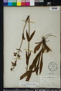 Penstemon multiflorus image