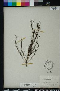 Stenaria nigricans image