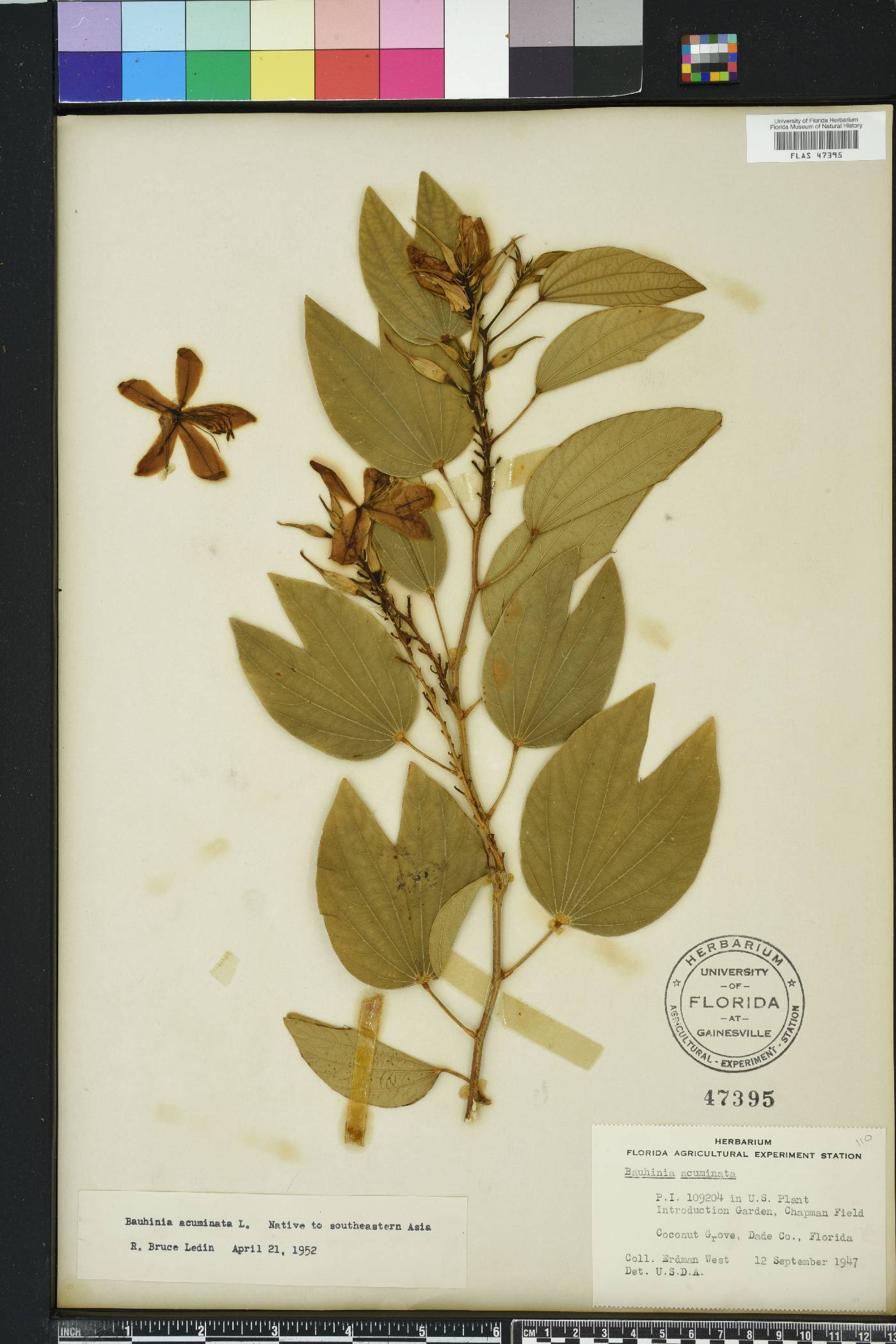 Bauhinia acuminata image