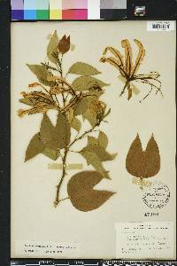 Bauhinia forficata image