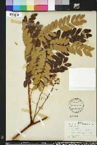 Albizia procera image