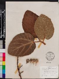 Ficus sycomorus image