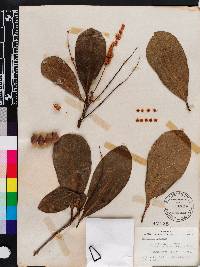 Terminalia muelleri image