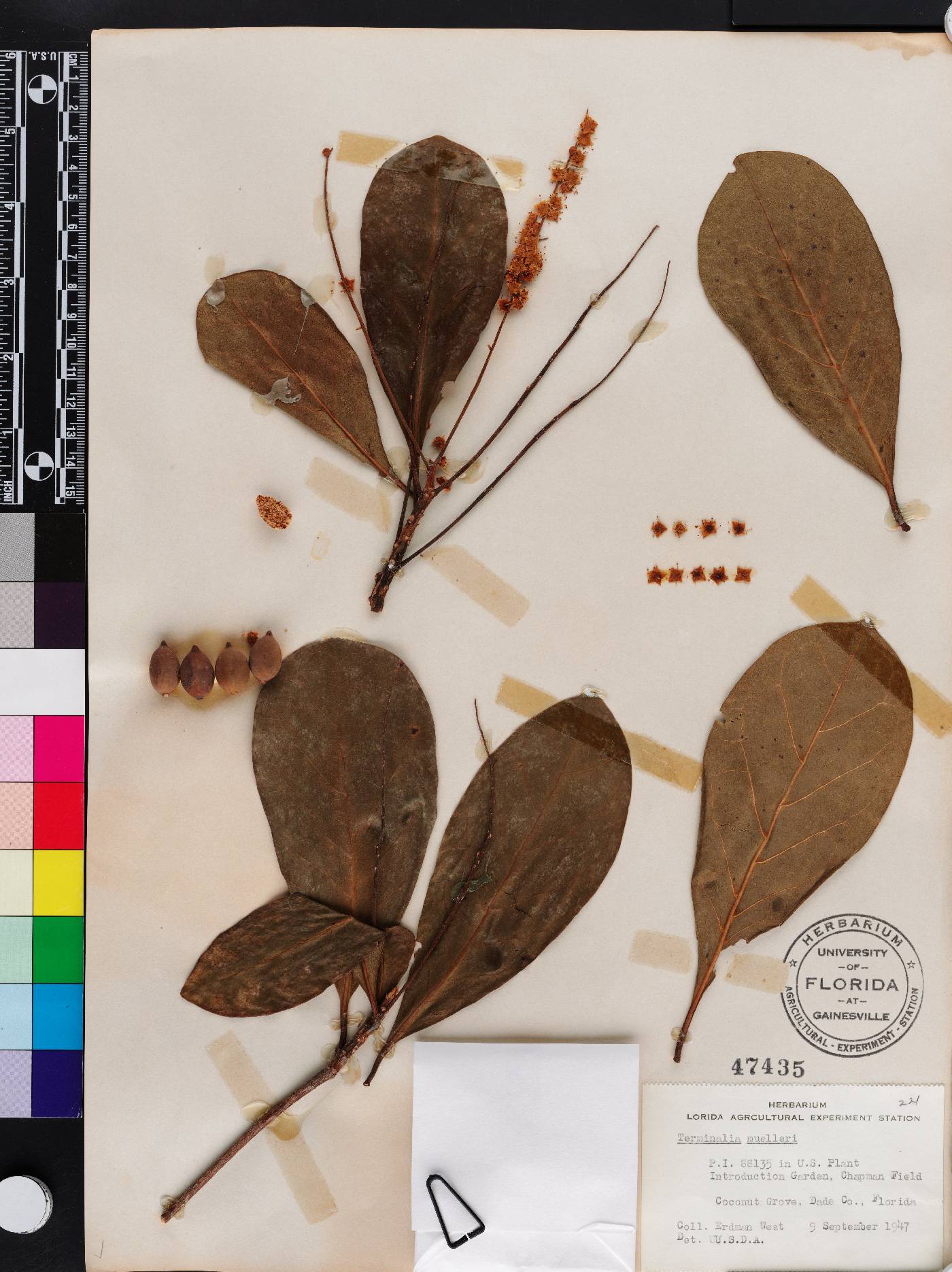 Terminalia muelleri image