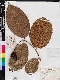 Terminalia chebula image