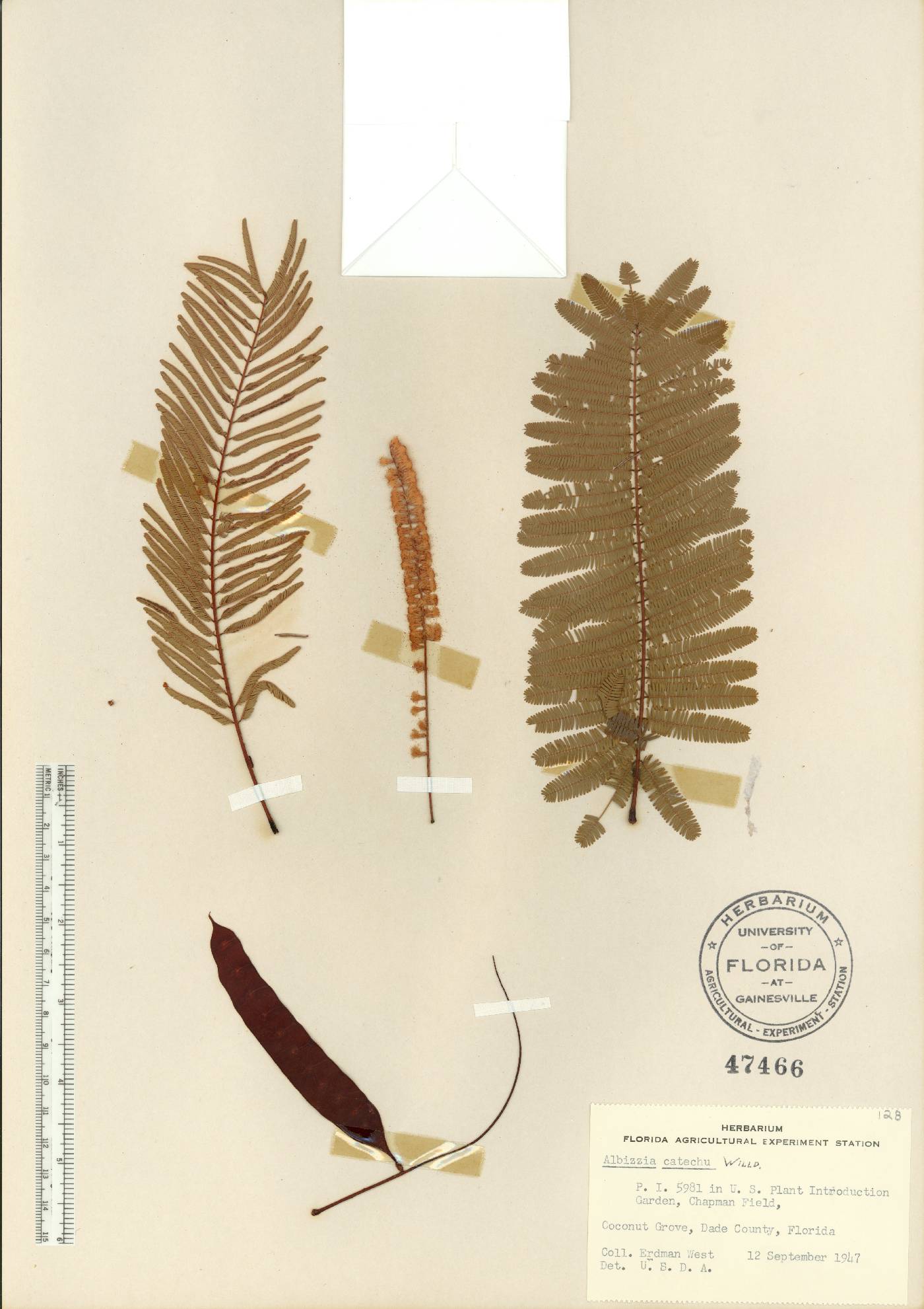 Acacia catechu image