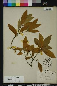 Persea humilis image