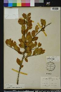 Ilex ambigua image
