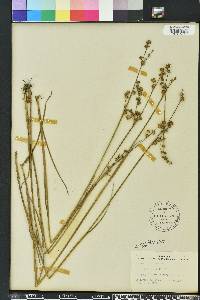 Juncus scirpoides image