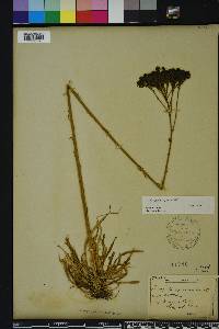 Polygala cymosa image