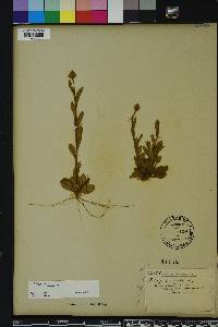 Polygala lutea image